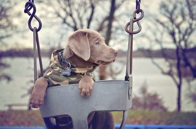 Chocolate labrador puppy looking away on swing at park