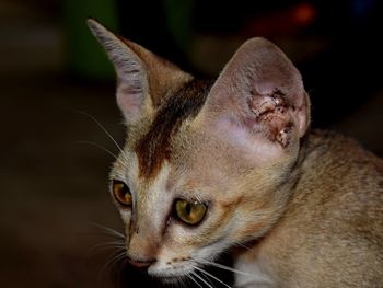 Close-up of cat looking away