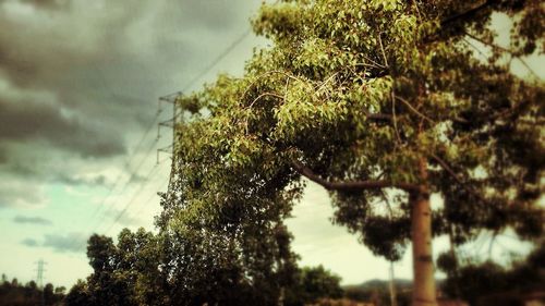 Low angle view of trees against sky