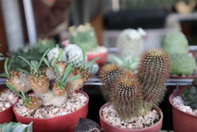 Close-up of succulent plants in yard