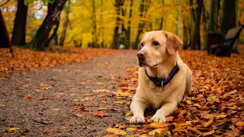 Dog sitting on ground during autumn