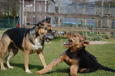 Dogs playing on field at park