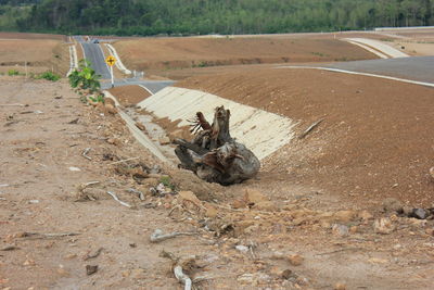 High angle view of a horse on field