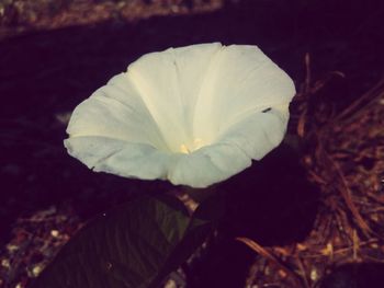 Close-up of white flowers