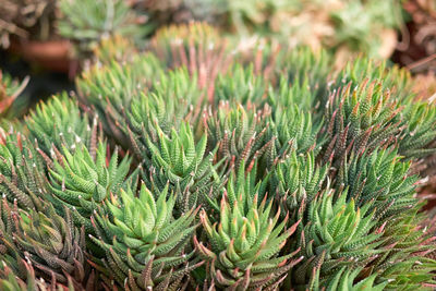 Close-up of succulent plant