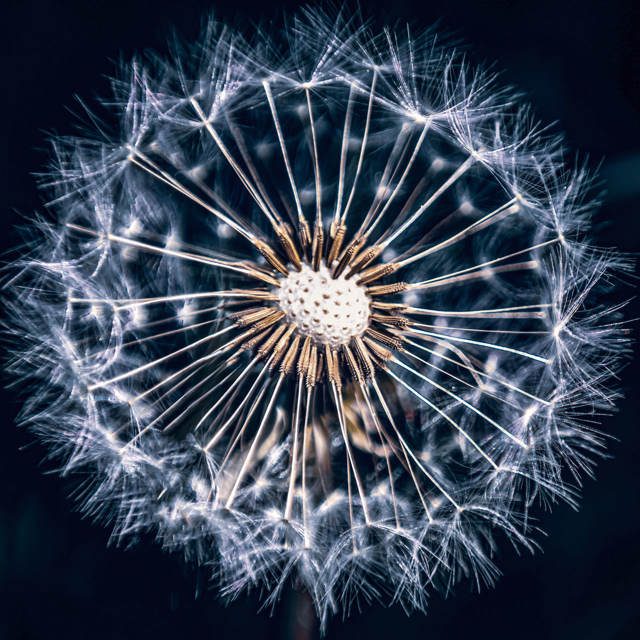 LOW ANGLE VIEW OF FIREWORK DISPLAY AGAINST SKY