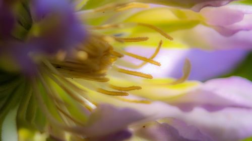 Close-up of flowers