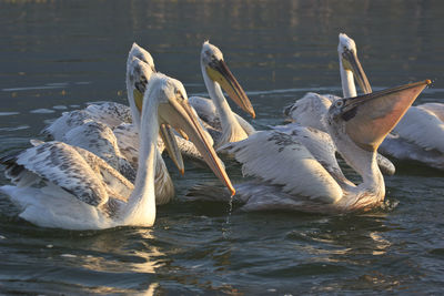 Dalmatian pelicans swimming in lake