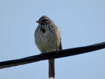 Low angle view of bird perching against clear sky