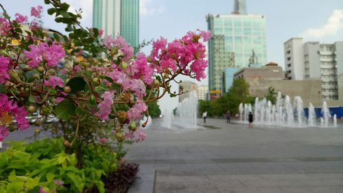 View of flowering plants in city against sky
