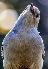 Close-up of an animal