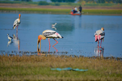 View of birds in lake