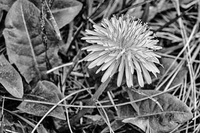 Close-up of flower blooming outdoors