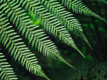 Close-up of fern leaves