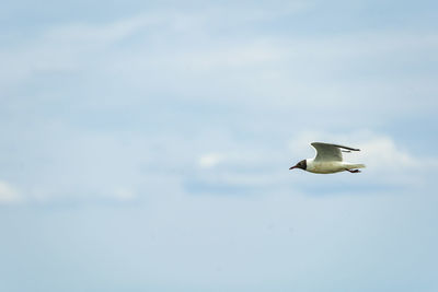 Low angle view of seagull flying in sky