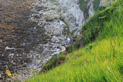 Scenic view of waterfall on mountain