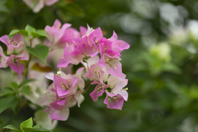 Close-up of pink flowering plant