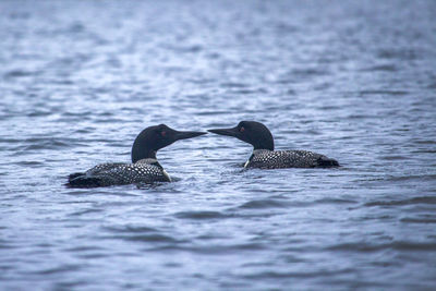 Ducks swimming in sea