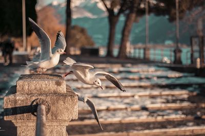 Close-up of seagulls perching on tree