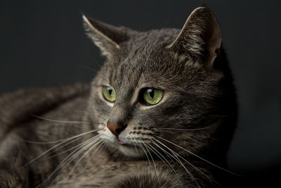 Close-up of cat looking away