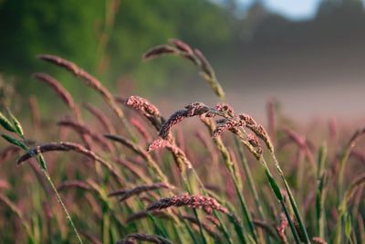 Close-up of flower against blurred background