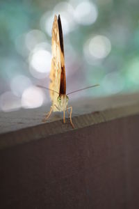 Close-up of insect on railing