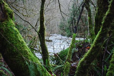 Trees in forest