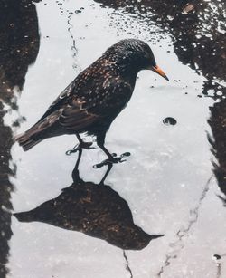 High angle view of duck in lake during winter