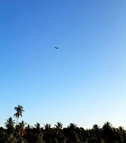 Low angle view of palm trees against clear blue sky