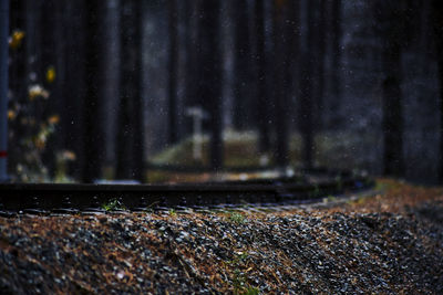 Surface level of road amidst trees in forest