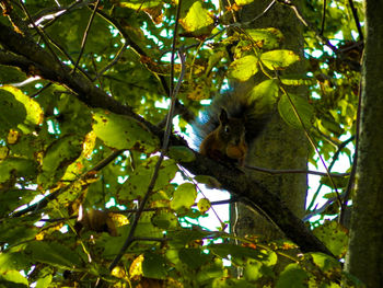 Low angle view of cat sitting on tree