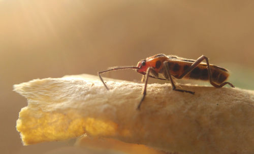 Close-up of insect