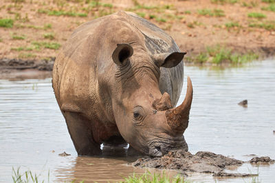 White rhino taking a mud bath