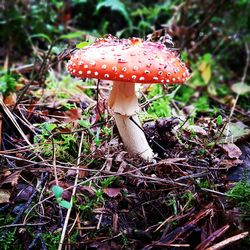 Close-up of fly agaric mushroom on field