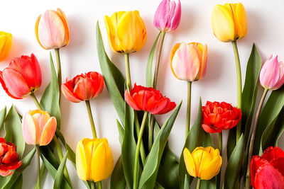 A bouquet of tulips of different colors on a white background. 