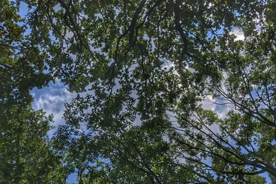 Low angle view of trees in forest against sky