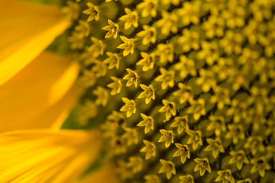 Close-up of yellow flower