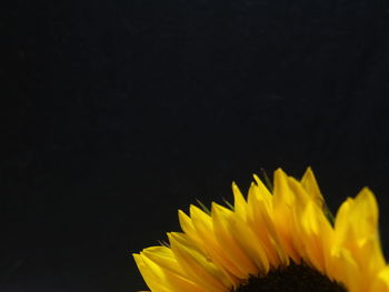 Close-up of sunflower against black background