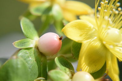 Close-up of berries growing on plant