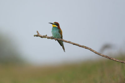 Bird perching on a branch