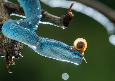 Close-up of viper snake and snail 