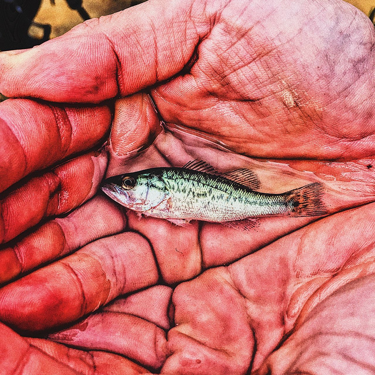 CLOSE-UP OF HUMAN HAND HOLDING FISH