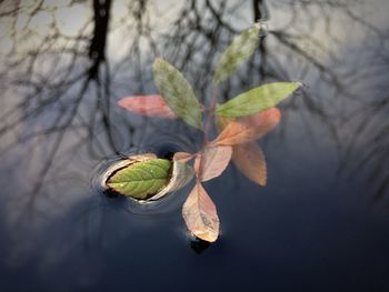 Cold, leaves, water