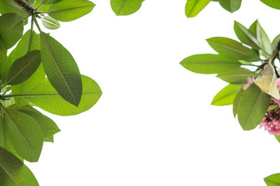 Close-up of fresh green leaves against clear sky