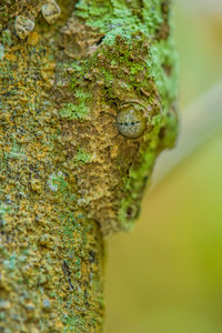 Close-up of chameleon on leaf
