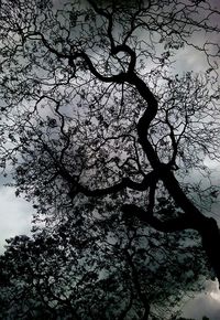 Low angle view of silhouette tree against sky