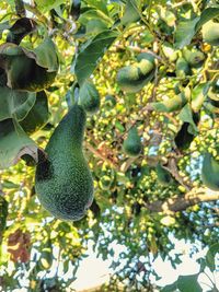 Close-up of fruits growing on tree