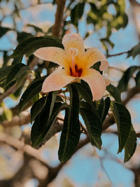 Close-up of flowering plant