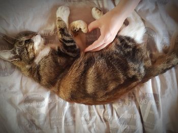 High angle view of cat lying on bed