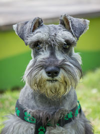 Close-up portrait of dog